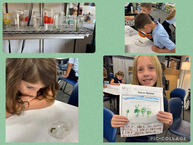 Recording our data and sharing our 27 butterflies with the world!