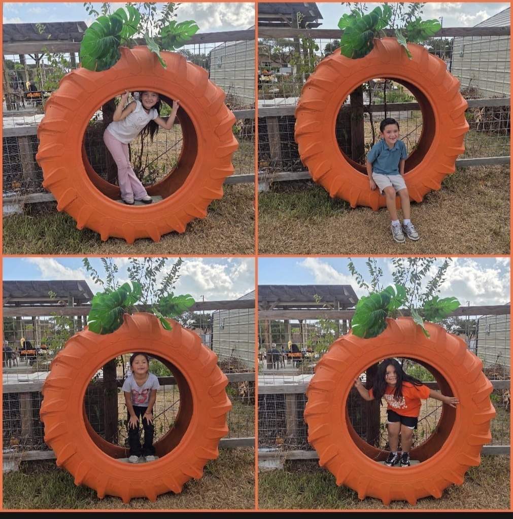 Pumpkin patch