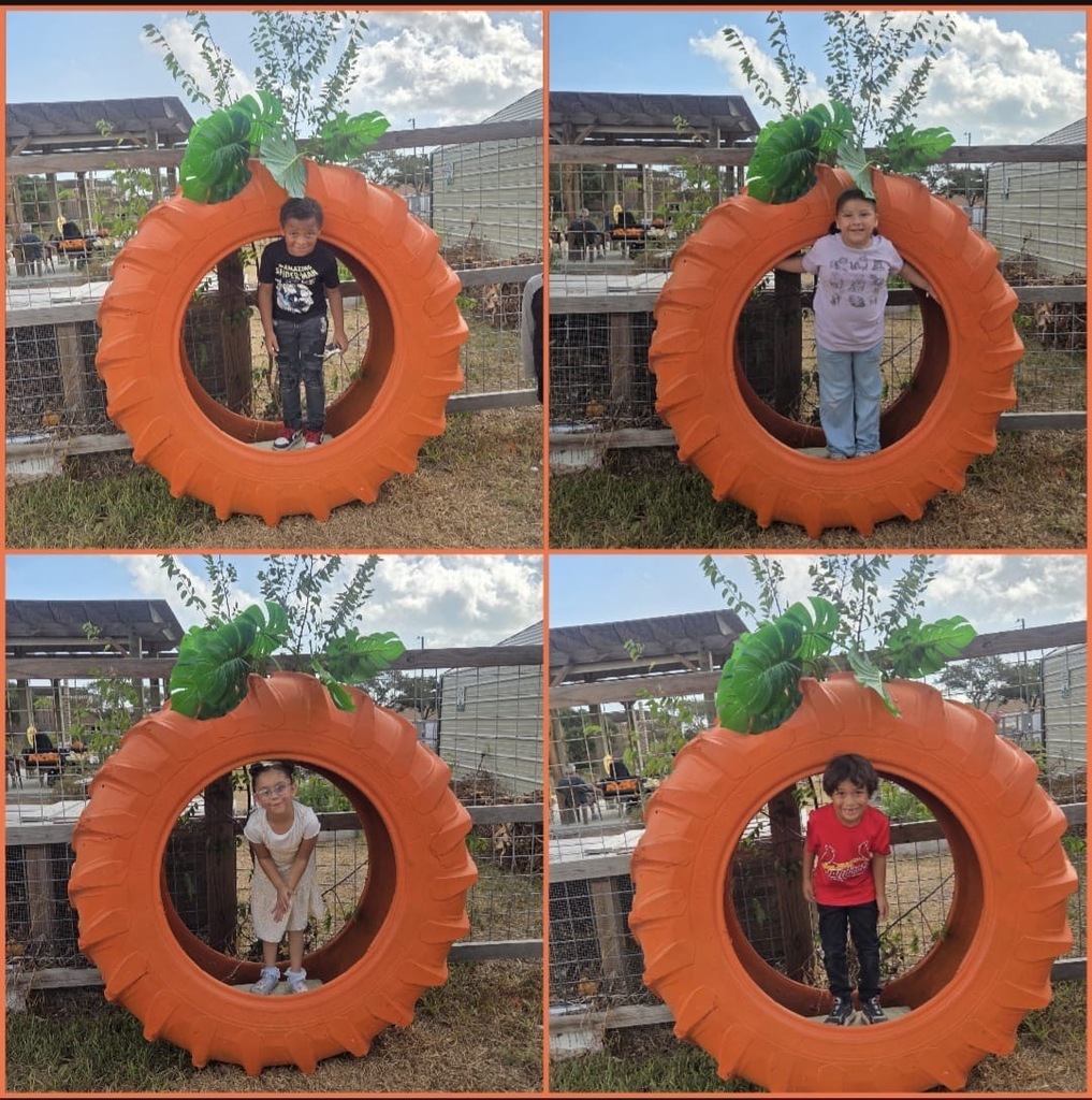 Pumpkin patch