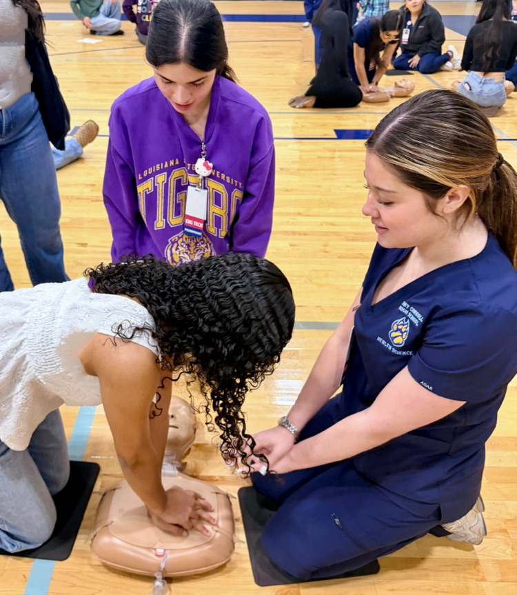Alt text: Students practicing CPR on mannequins in the gym with Health Science helpers.