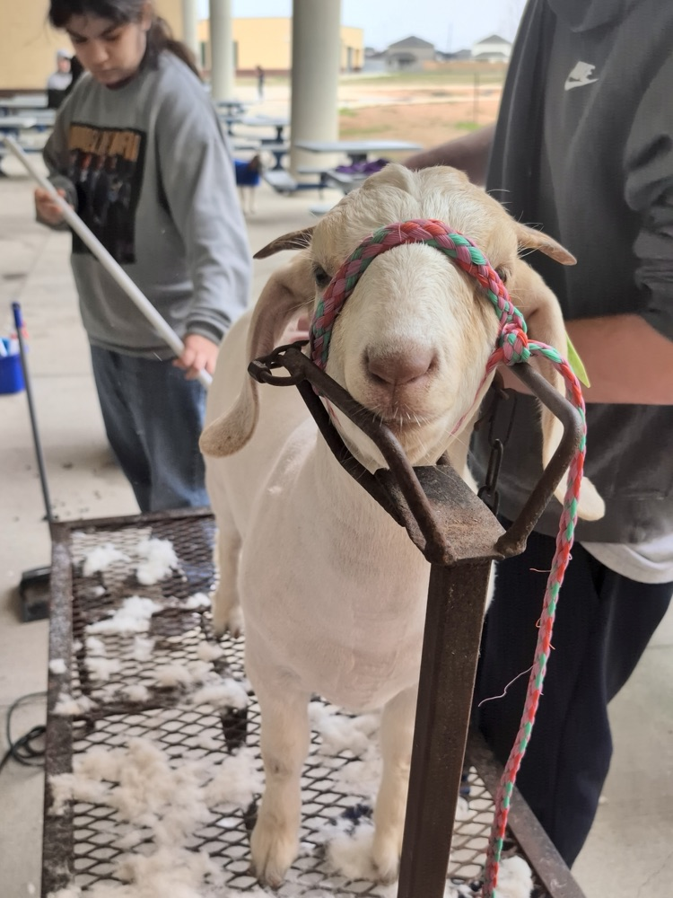 FFA cleaning goats