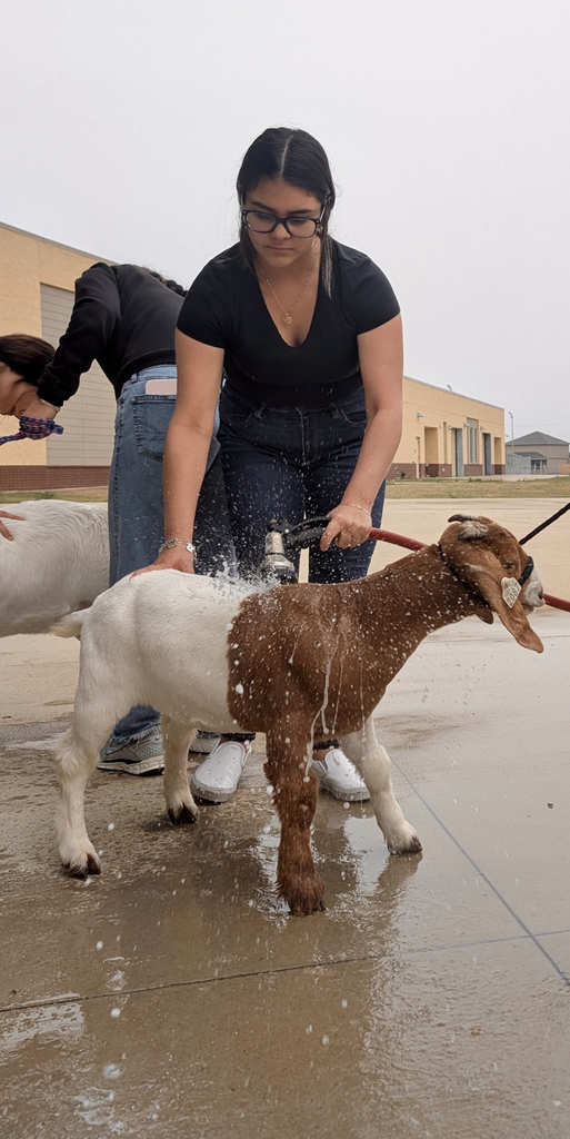 FFA cleaning goats