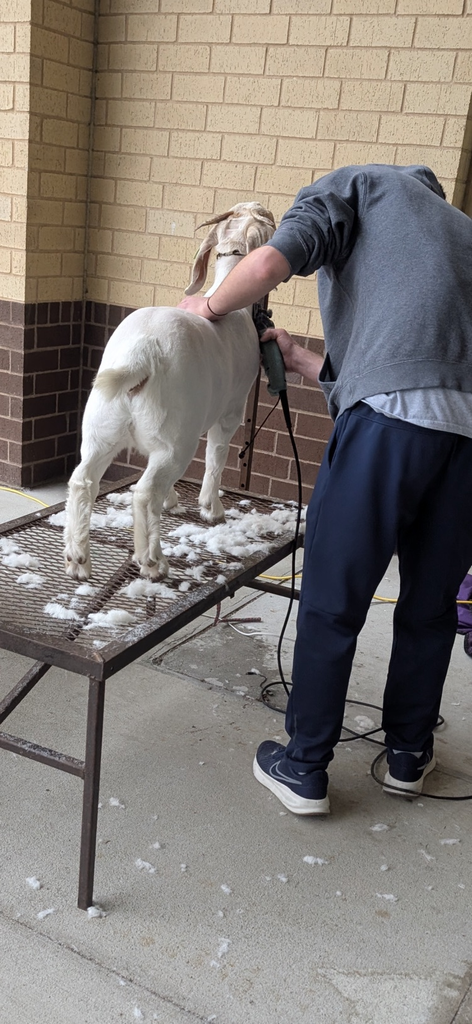FFA cleaning goats