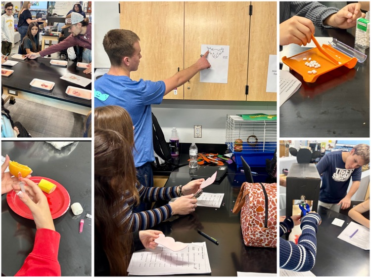 FFA students rotate through hands-on Small Animal Management lab stations, practicing veterinary and animal care skills in a classroom.