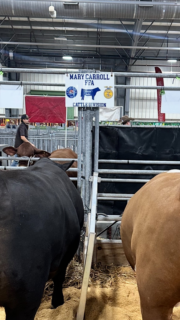 Student leading a steer in the show ring.