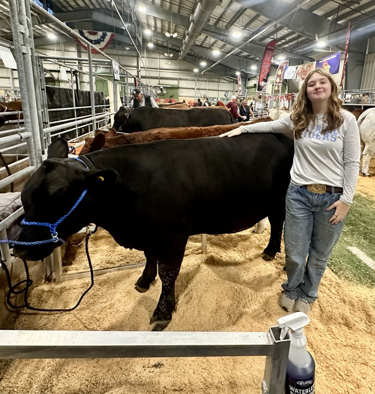 Student leading a steer in the show ring.