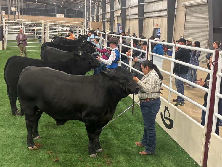 W text: Student preparing her market steer in the show ring area with other exhibitors and cattle lined up nearby.