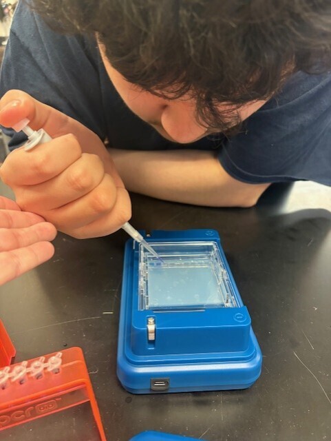 A student practices piping DNA.