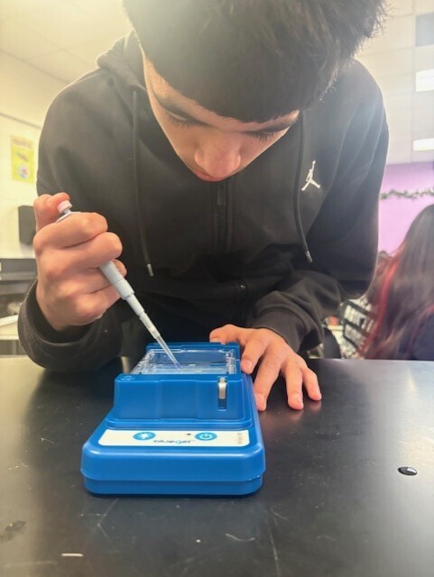 A student practices piping DNA.