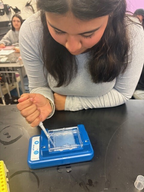 A student practices piping DNA.