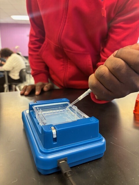 A student practices piping DNA.
