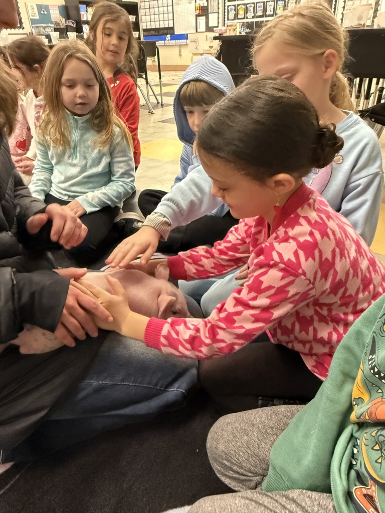 Pig visits classroom