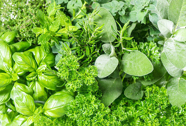 assortment of herbs