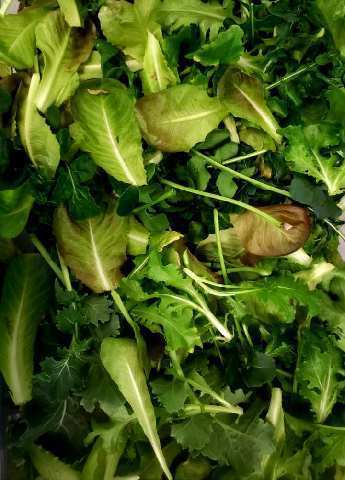 Growing lettuce