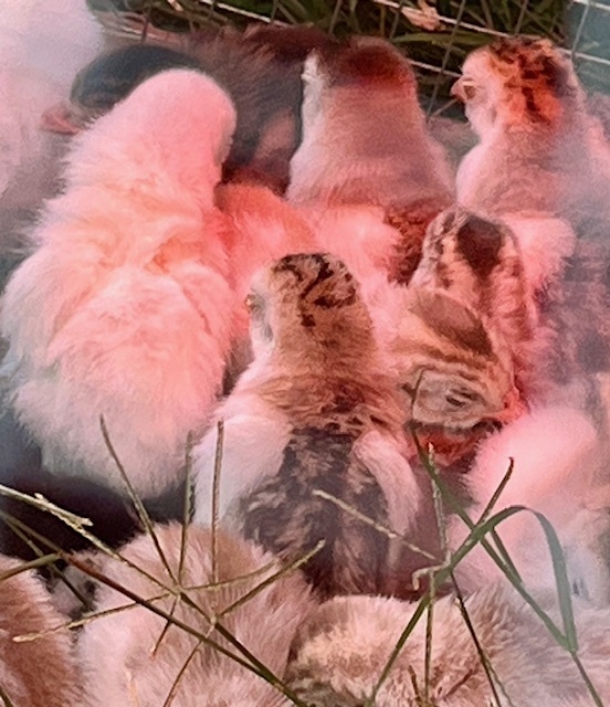 Guinea fowl