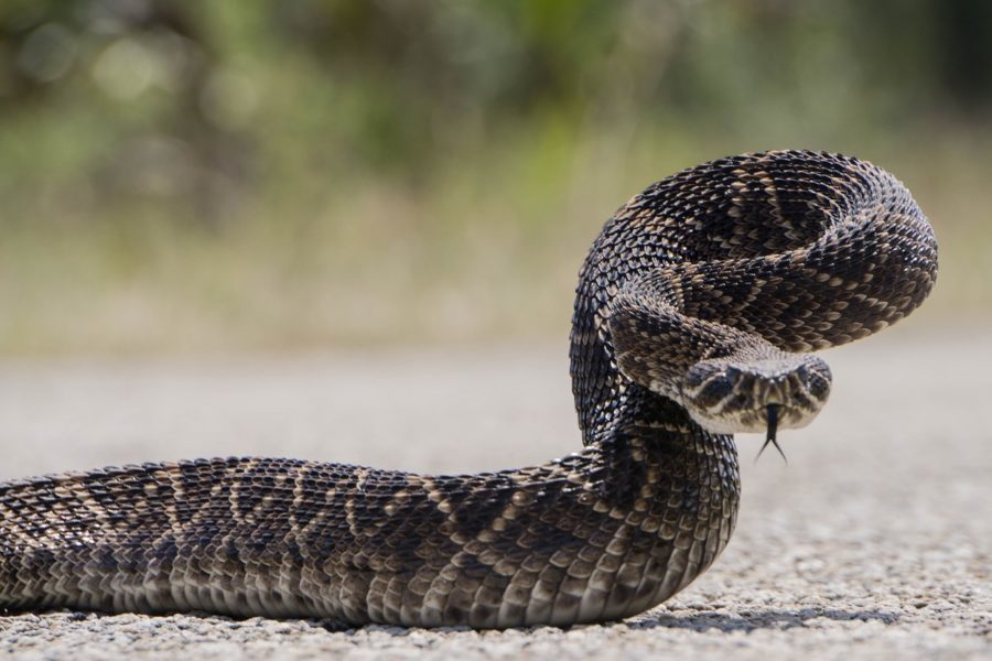 Diamondback Route