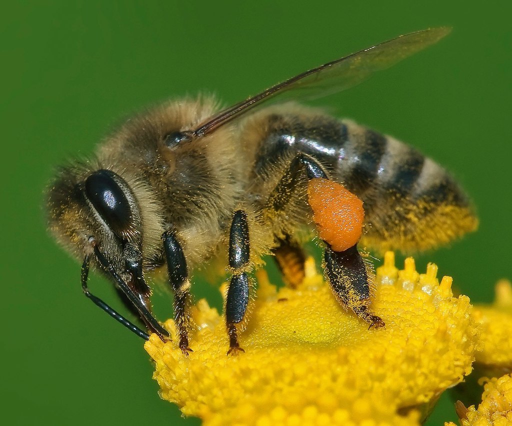 Honey Bee route