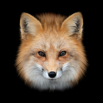 Red Fox Route