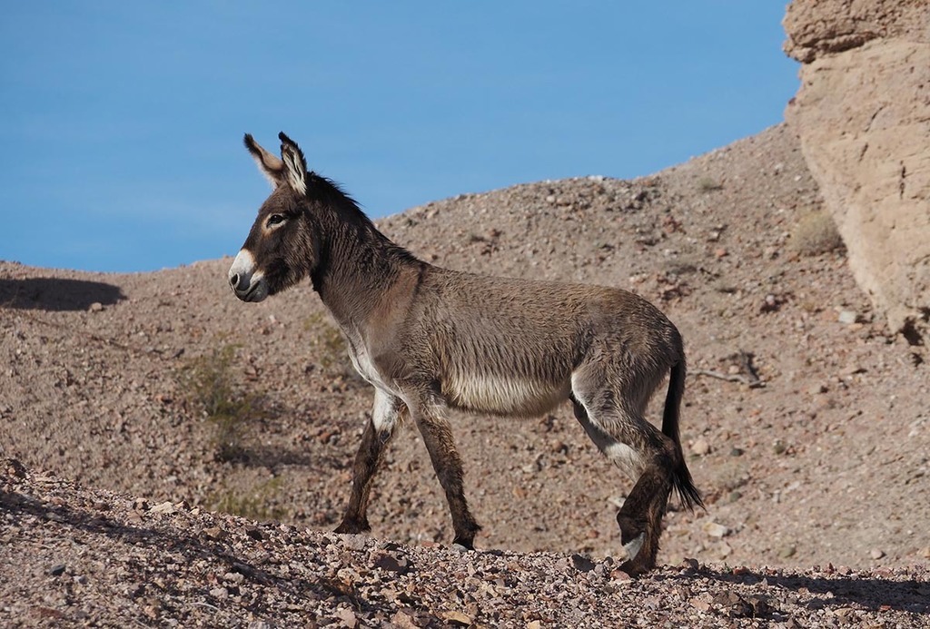 Wild Burro Route