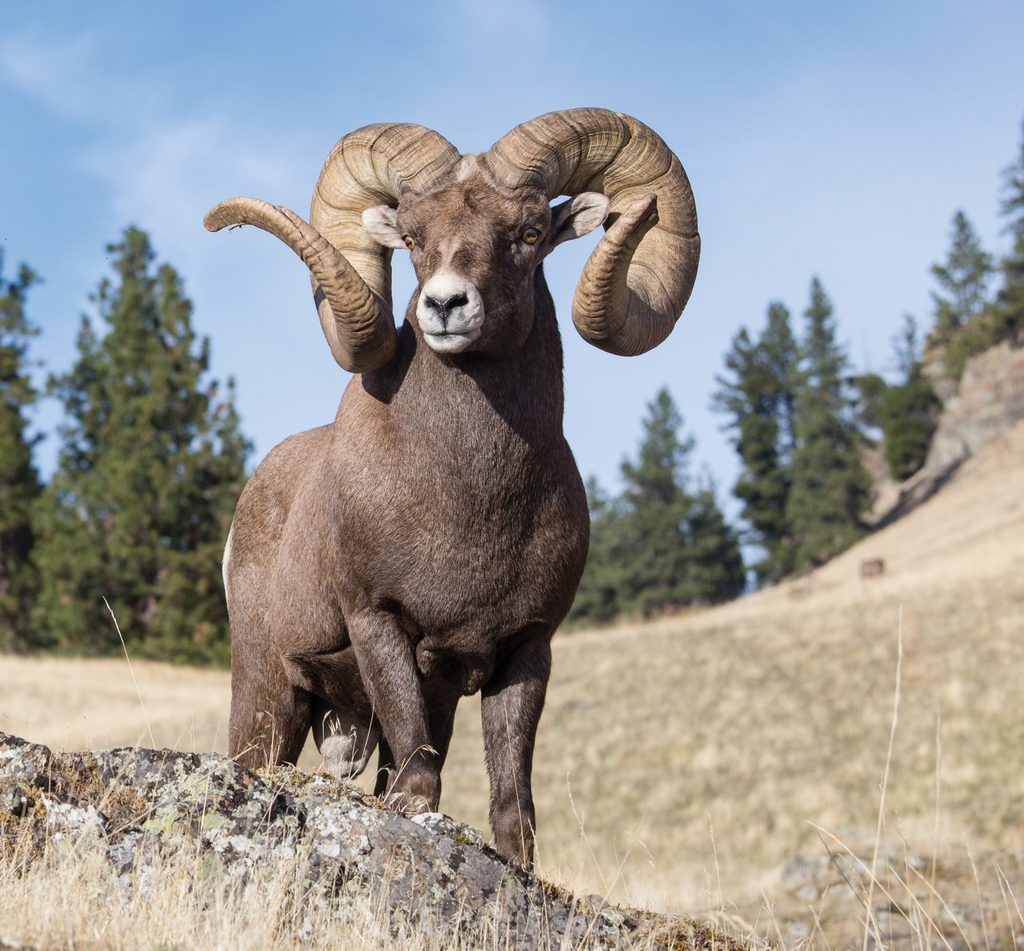 Big Horn Sheep Route