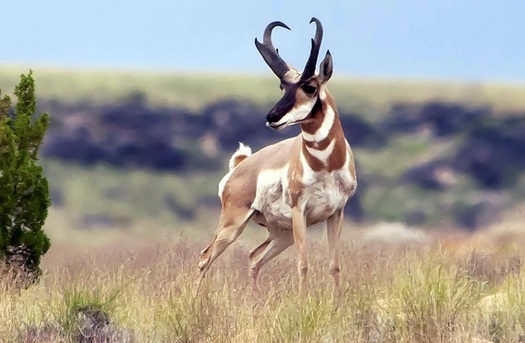 Antelope Route