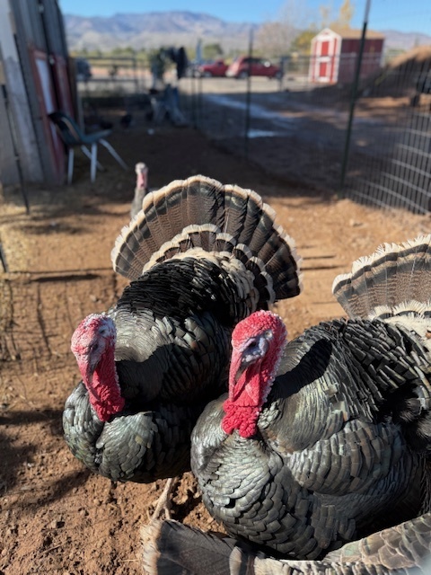 Turkeys