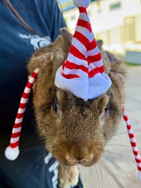 Bunny with Santa hat.