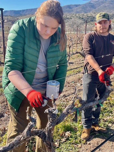 Winter grape pruning.