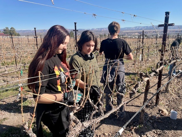 Winter grape pruning.
