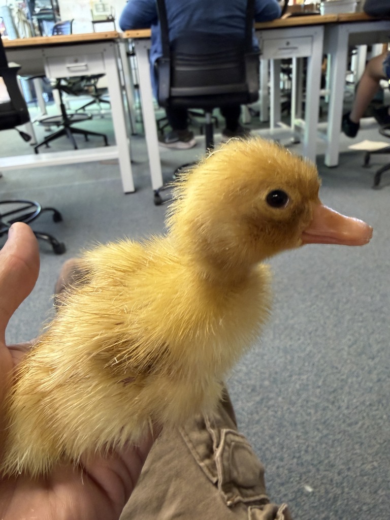 Duckling