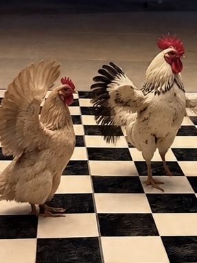 Chickens