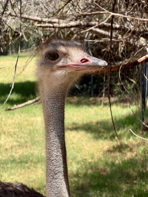Ostrich