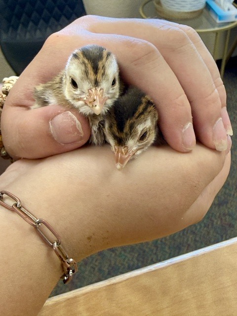 Turkey poults
