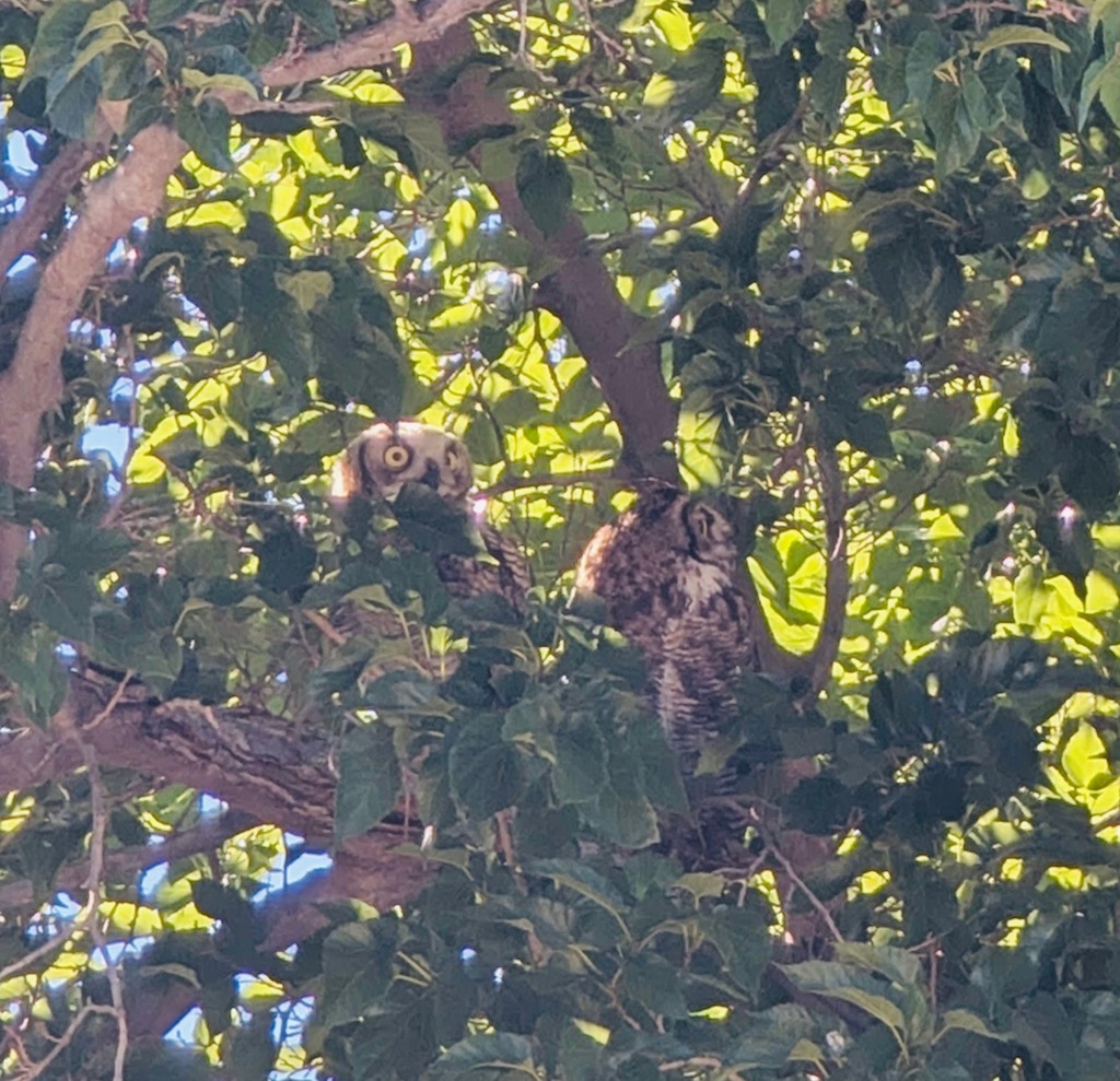 Pair of Owls