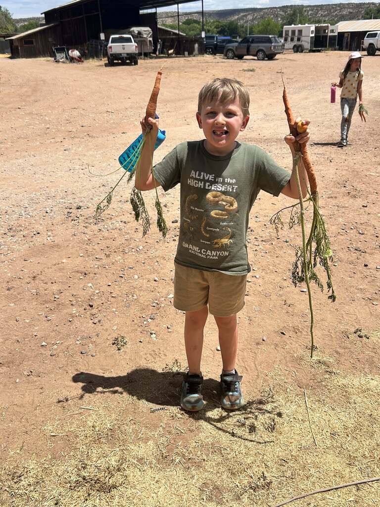 Picking carrots