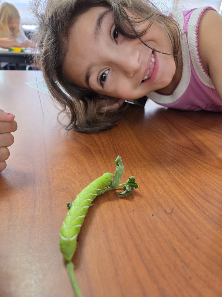 Tomatoe worm