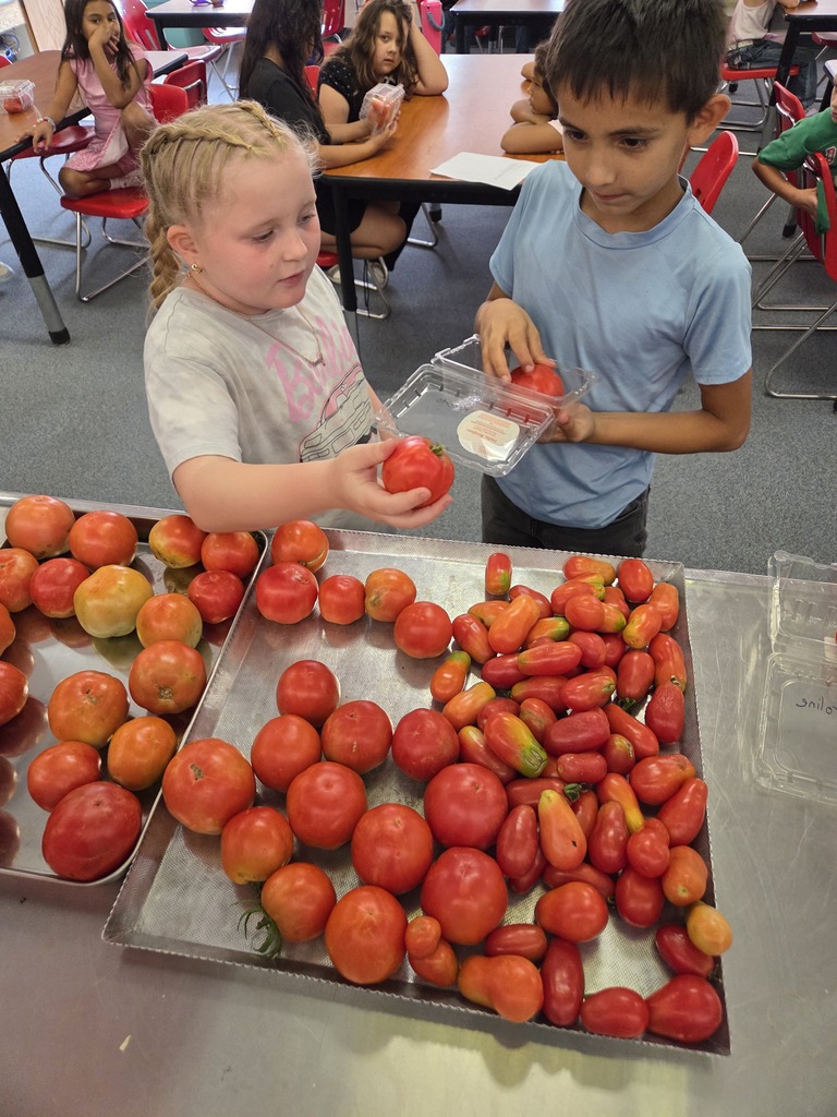 Fresh tomatoes