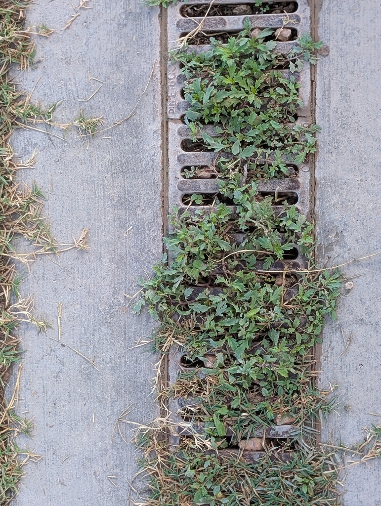 clogged drainage systems