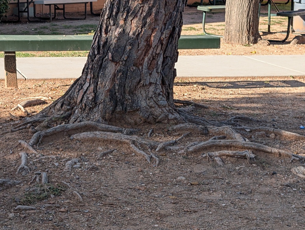 Root systems