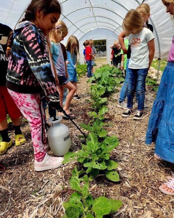 Students lined up watering lettuce in a hot house