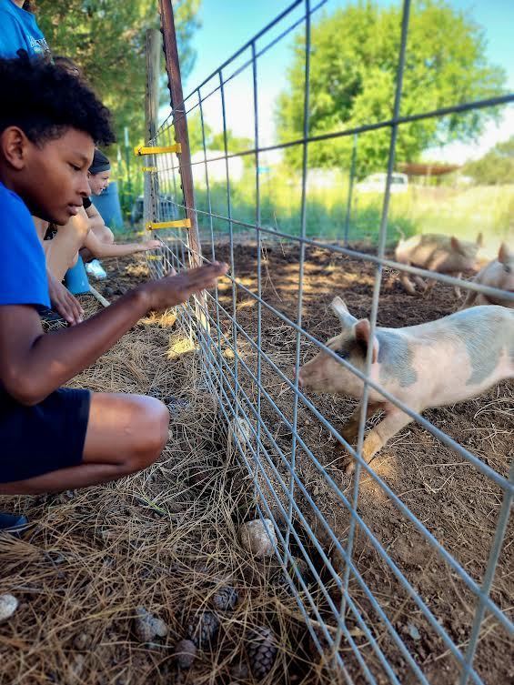 Students looking at baby pigs through fence
