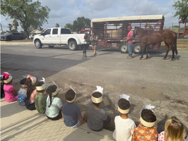 Horse Presentation