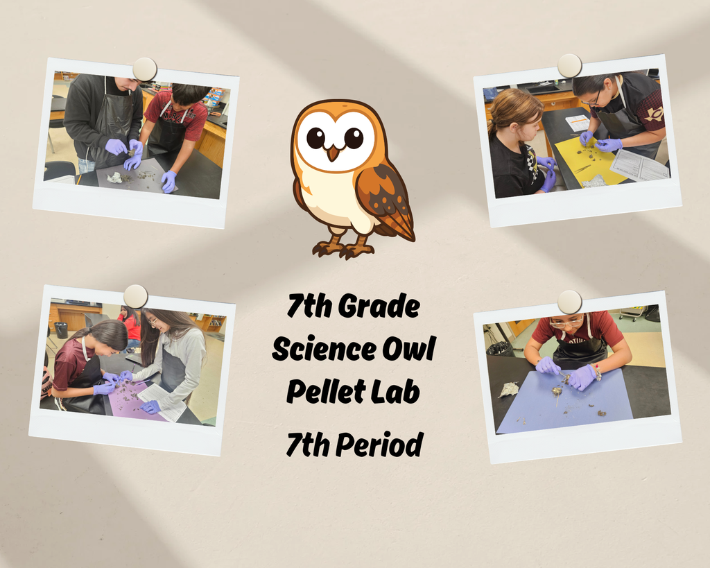 7th Grade Science Owl Pellet Lab