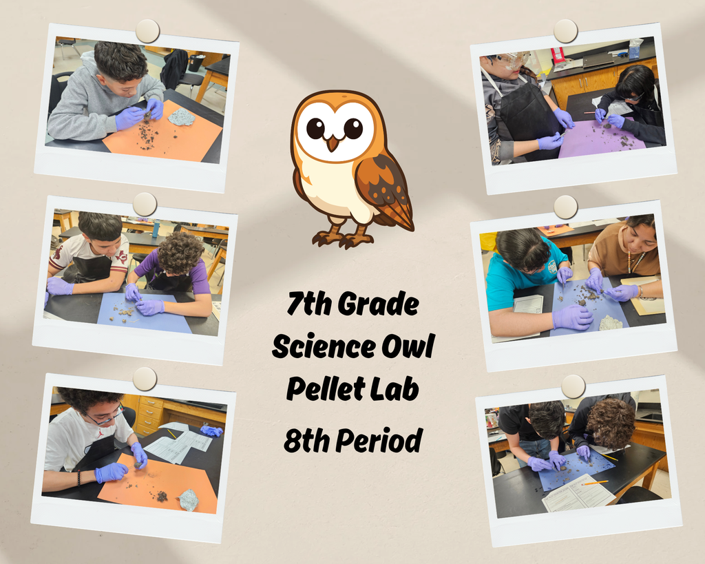 7th Grade Science Owl Pellet Lab