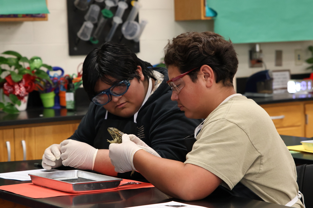 Science lab - Frog Dissection