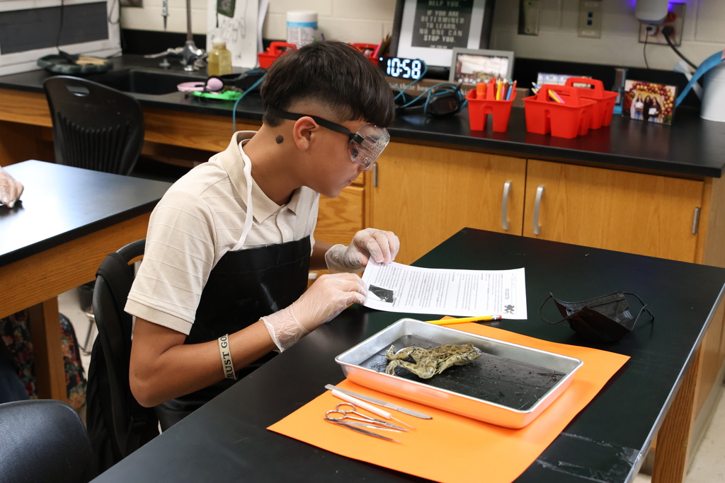 Science lab - Frog Dissection