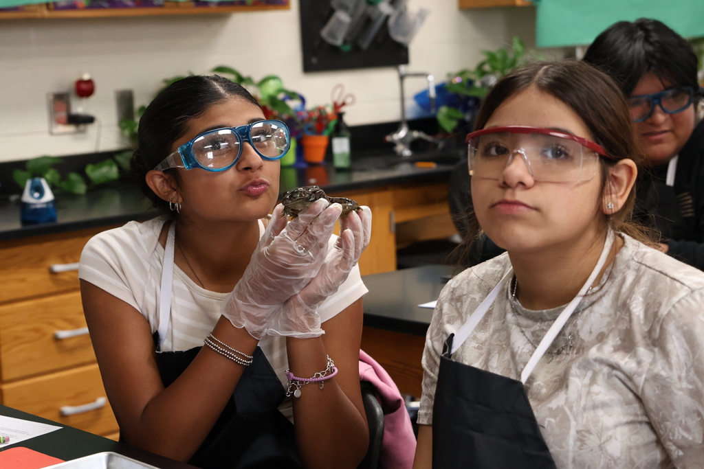 Science lab - Frog Dissection