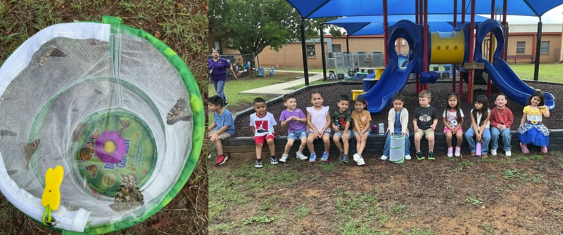 Butterfly Release
