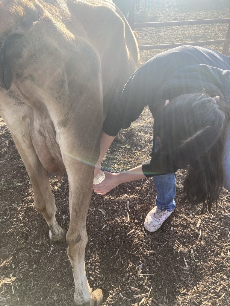 Students milking cows