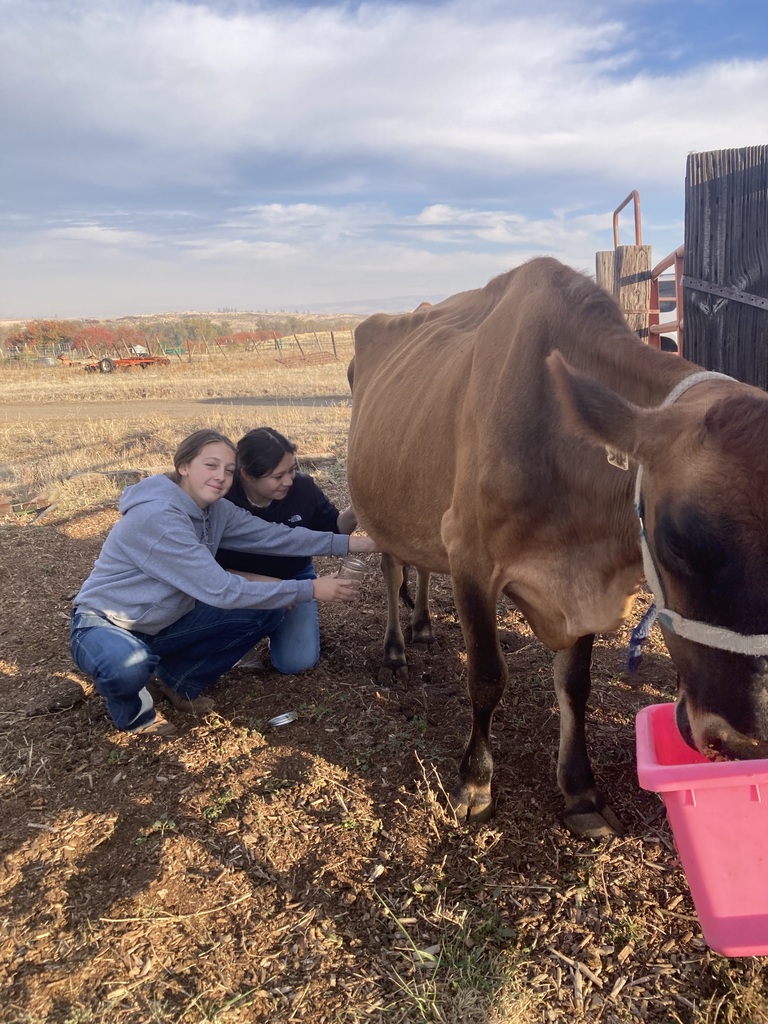 Students milking cows